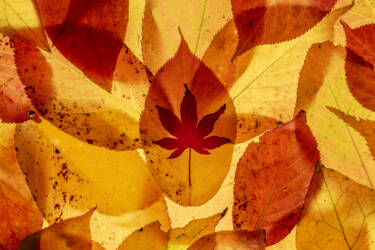 Ross Hoddinott |  Nikon magazine 