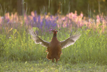 Nikon magazine - Josef Stefan's award-winning wildlife photography
