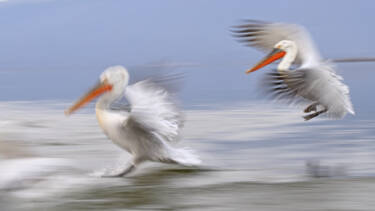 Nikon magazine - Josef Stefan's award-winning wildlife photography