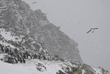 Nikon magazine - Josef Stefan's award-winning wildlife photography