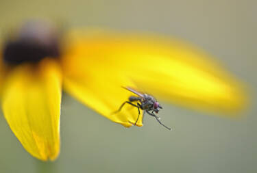 Nikon magazine - Josef Stefan's award-winning wildlife photography